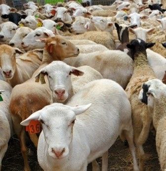 Pre-order 1 100sheep