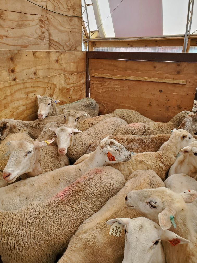 Pre-order 5 130sheep