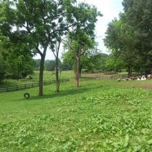 BBQ/Picnic Spot