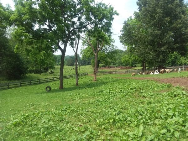 BBQ/Picnic Spot