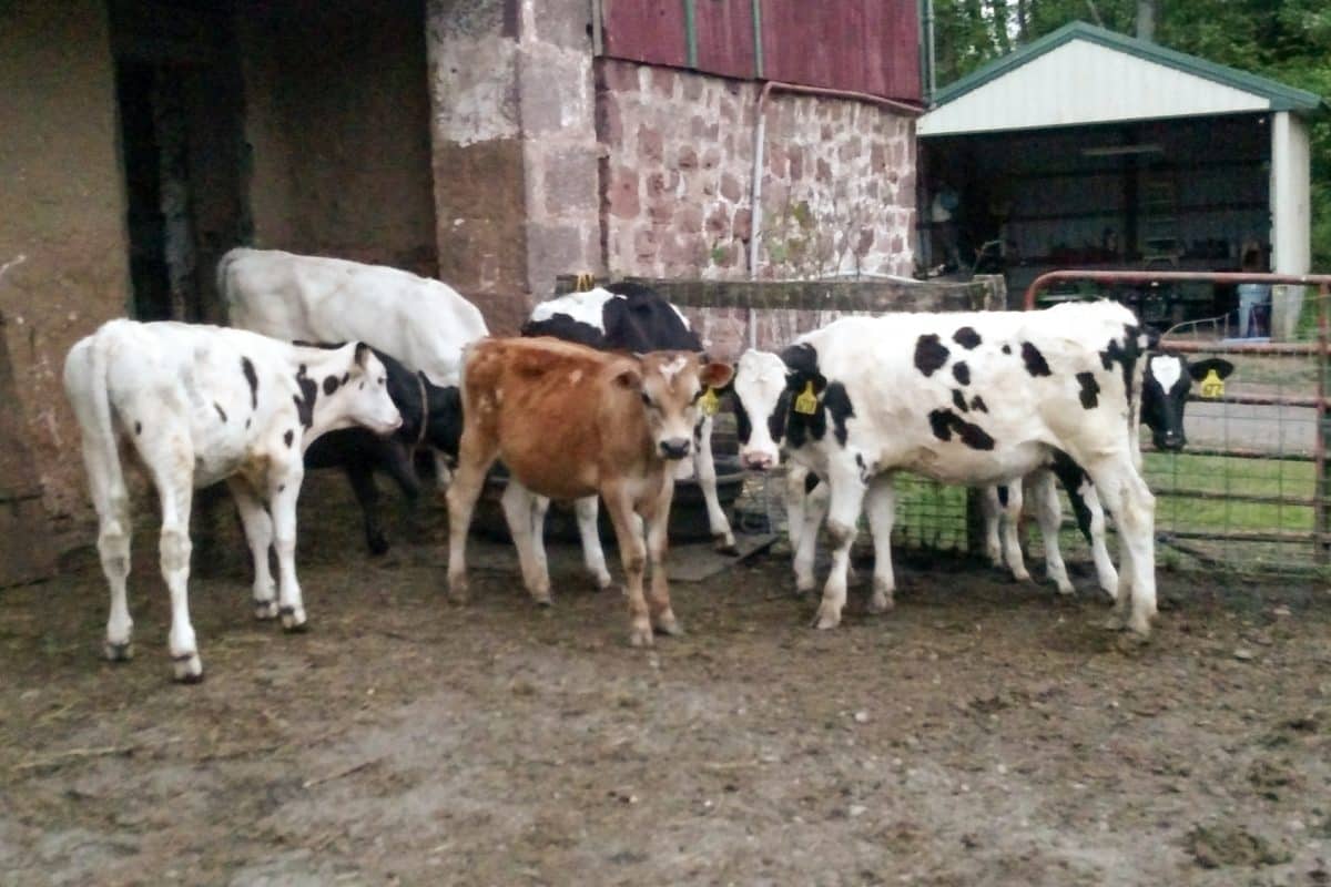 What is Farm Meat? 6 Beef Farm Meat Near NYC