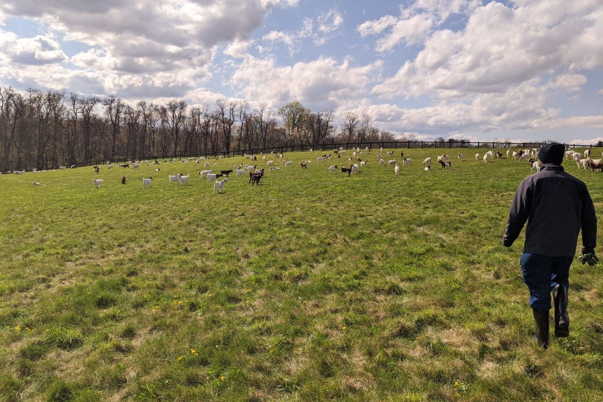 What is Farm Meat? 3 Farm Meat Animal Choices In Pa