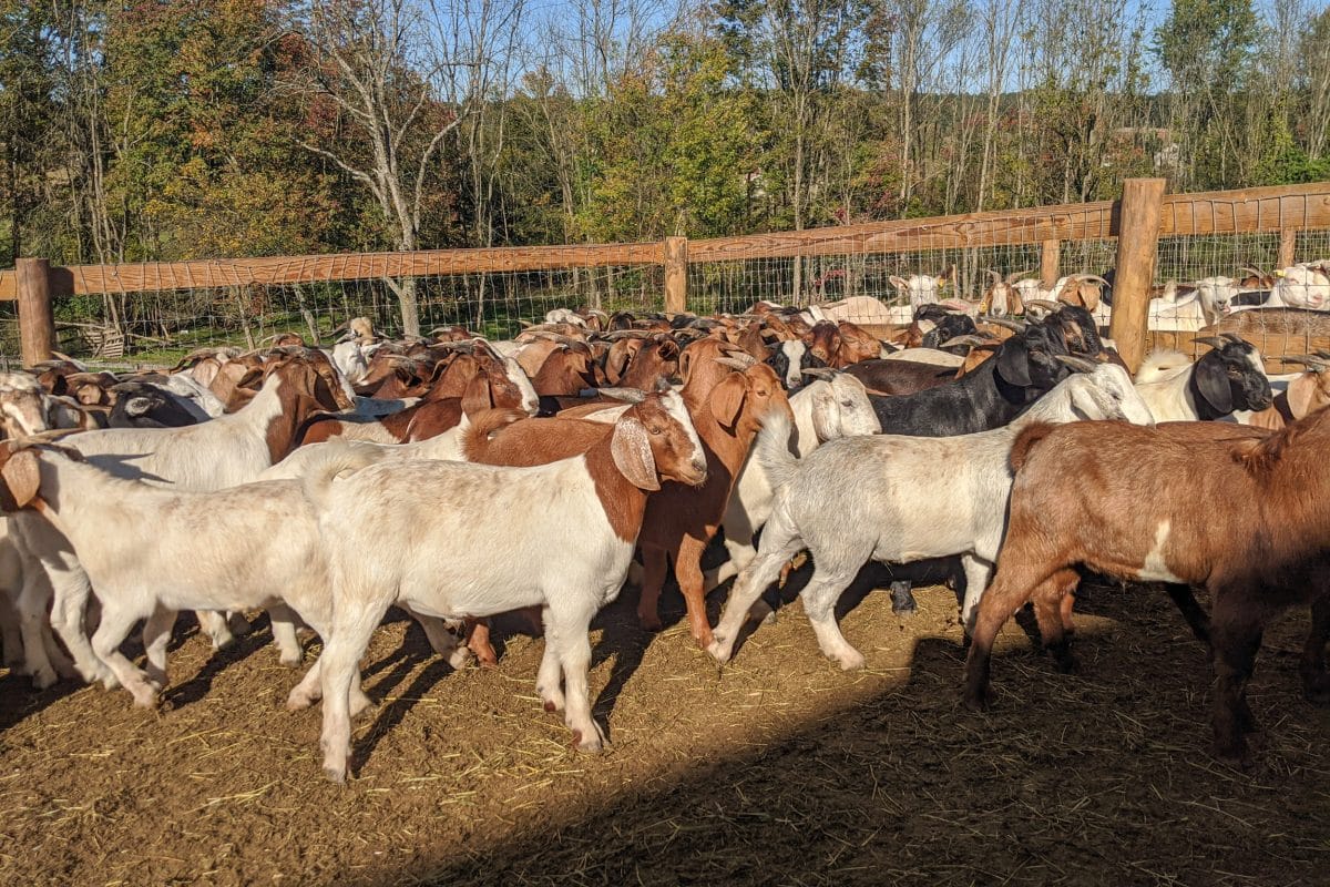 What is Farm Meat? 4 Full Service Farm Meat Supplier Near NYC