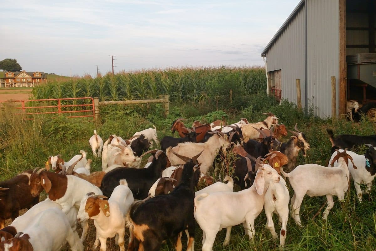 What is Farm Meat? 11 Goat Farm Meat In PA