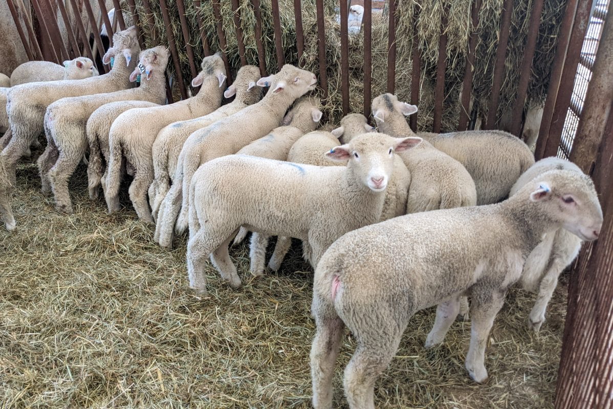 Eid al-Adha 2022 4 Lambs For Eid Al Adha 2022 near Harrisburg pa