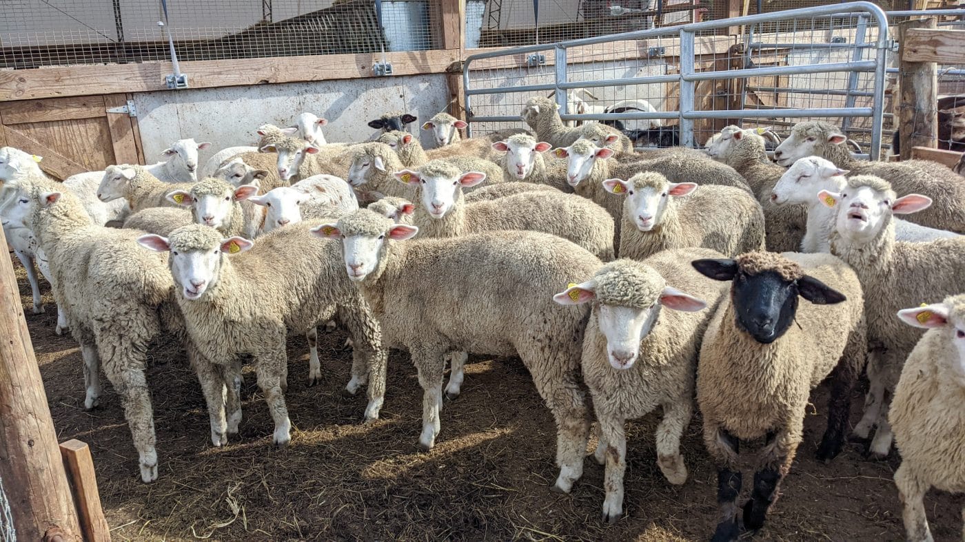 Eid al-Adha 2022 2 Lambs For Quarban Eid Al Adha Mechanicsburg Pa