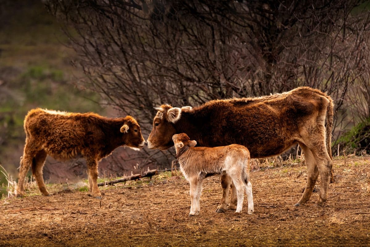 Halal Farm | Come Visit Us 6 Halal Farm Cow And Veal
