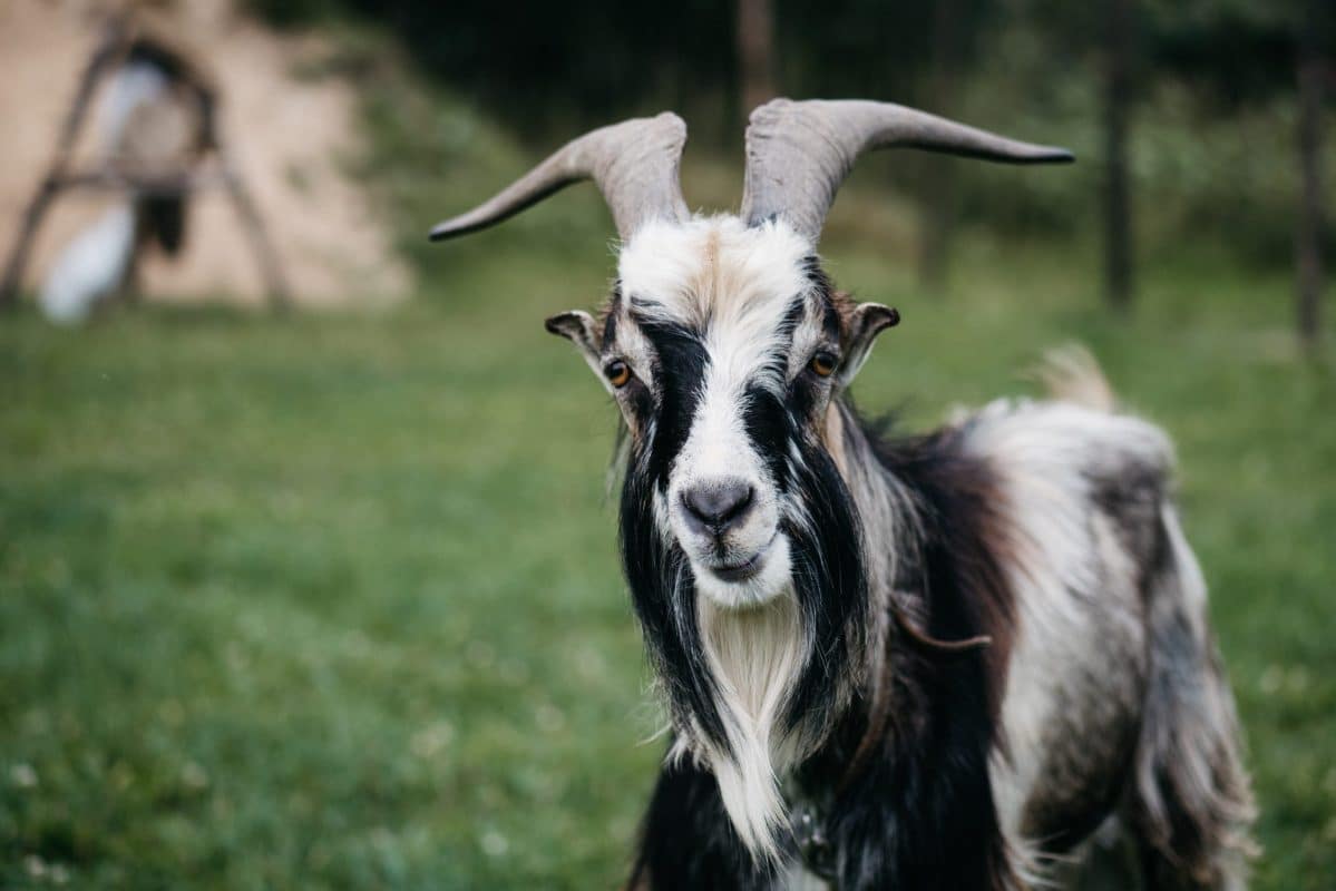 Halal Farm | Come Visit Us 4 Halal Farm Goat Meat For Sale