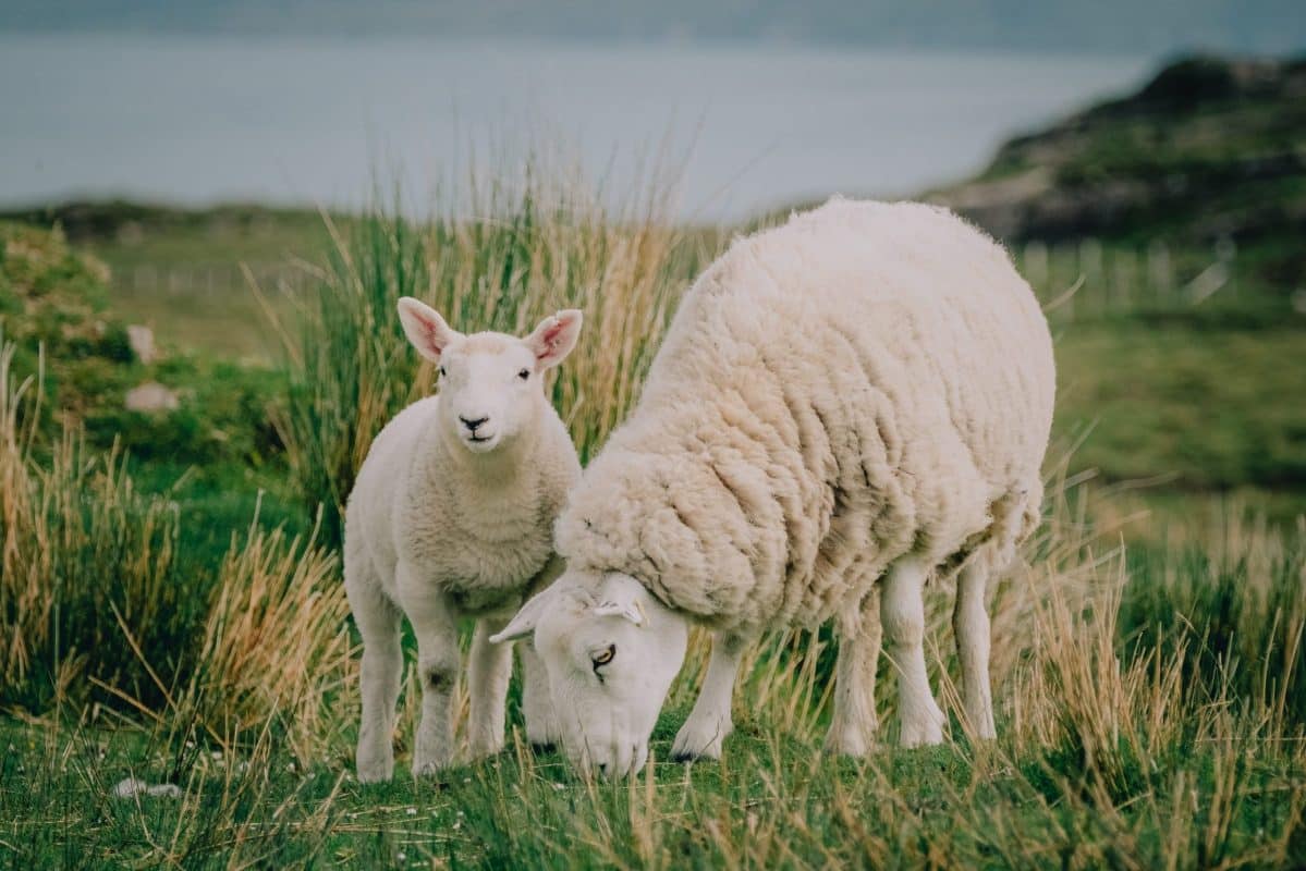 Halal Farm | Come Visit Us 5 Halal Farm Lamb And Sheep Y