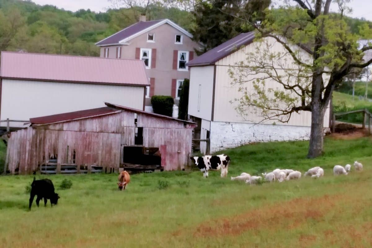 Halal Farm | Come Visit Us 3 Halal Farm Meat Animals
