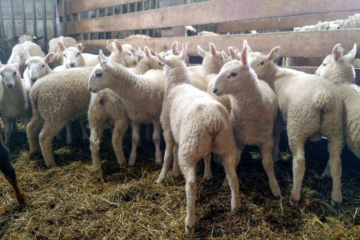 Halal Lambs For Sale Near Me Near Reading Pa
