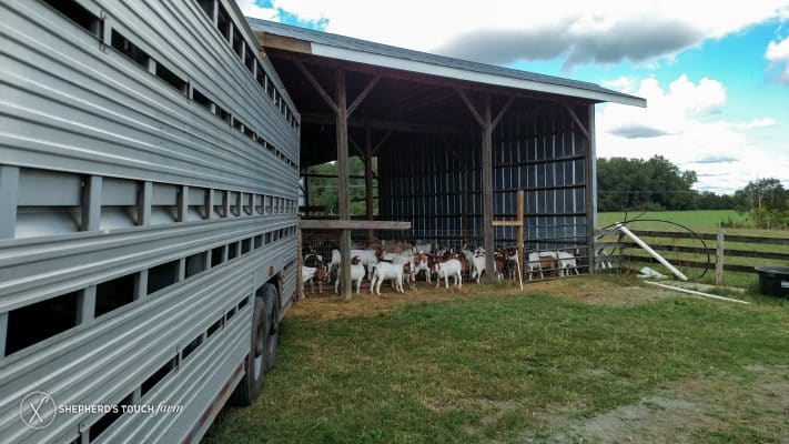 Livestock Transport Mohnton Pa
