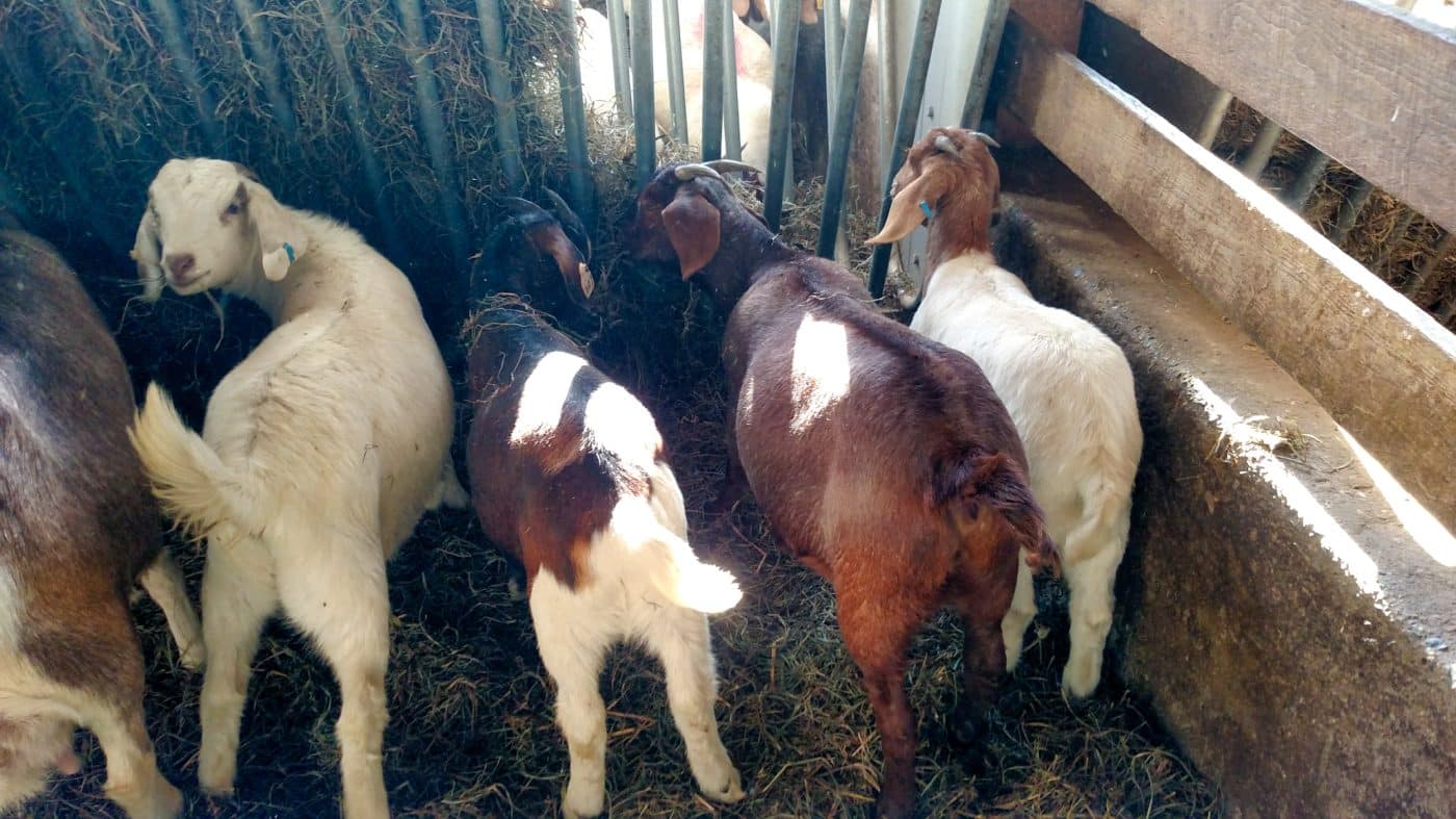 meat-farm-close-to-long-island-nj
