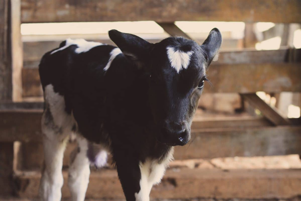 Veal Near Lancaster Pa Meat Farm