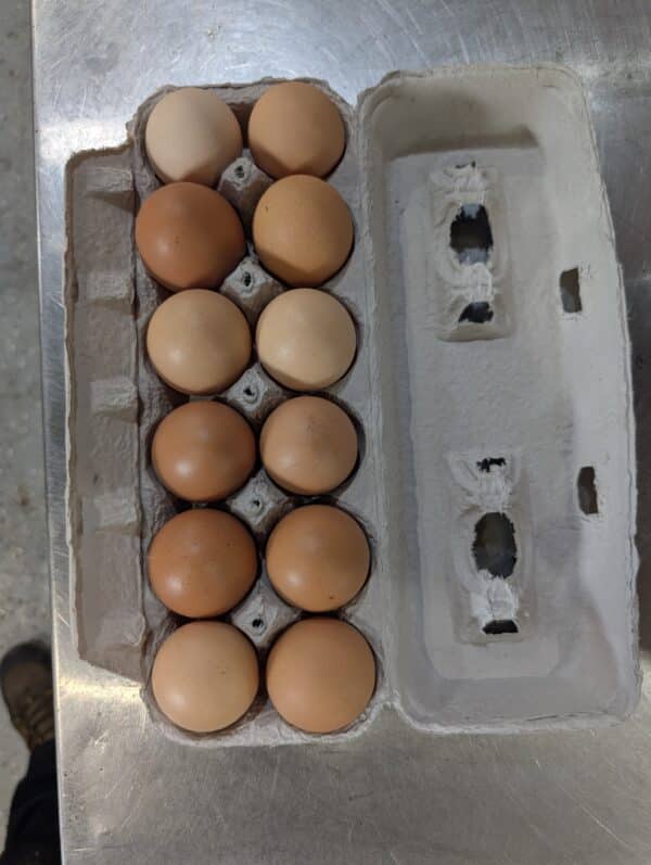 Eggs