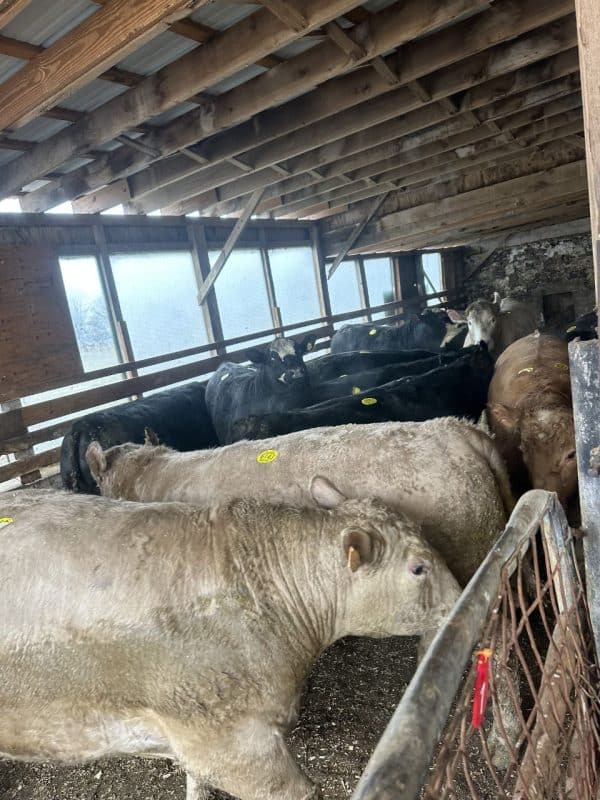 beef.eid .kpv