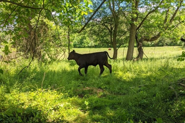 fresh veal beef for sale from pa farm