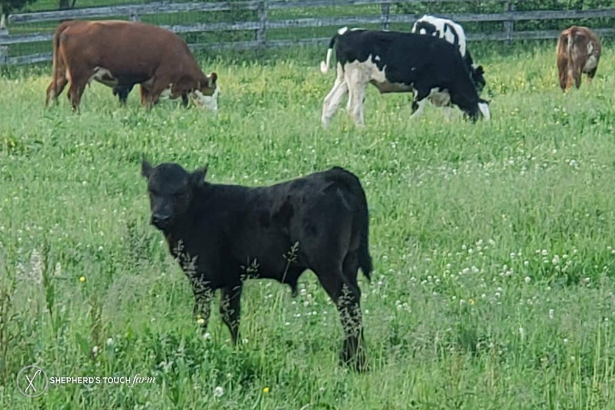 Cow Meat Farm Near Philadelphia