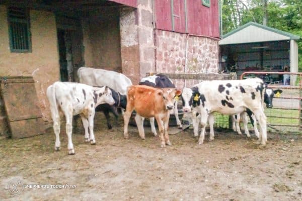 Cow Veal Beef Farm Near Reading Pa