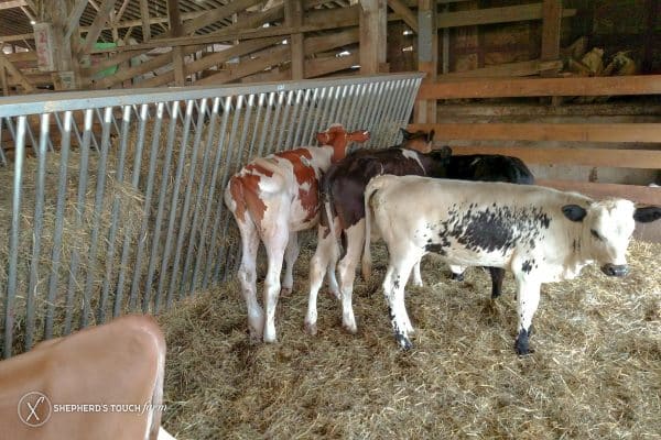 Cow Veal Beef Farm Near Reading Pa