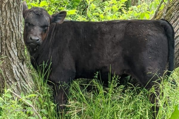 live beef for sale 100% halal meat