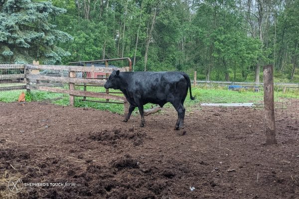 fresh beef