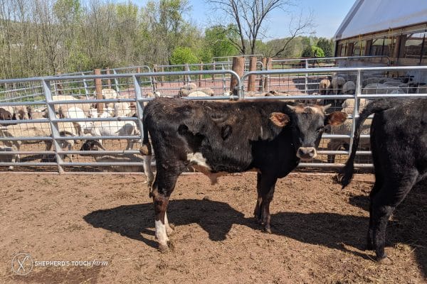 Veal Beef Near Reading Pa