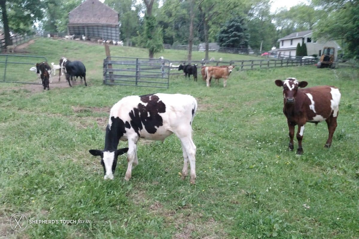 Veal Farm Near Reading Pa