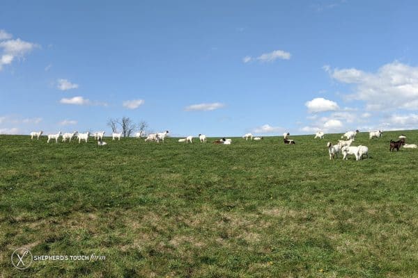 Whole Goat Meat Farm Near Allentown PA