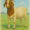castrated goat