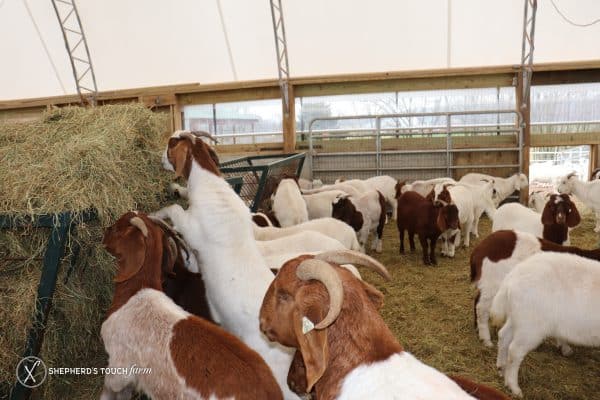 Whole Goat Meat Farm