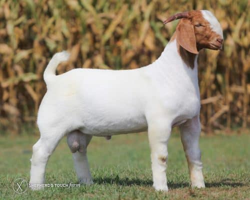 Fresh Goat Meat From Live Meat Market Farm