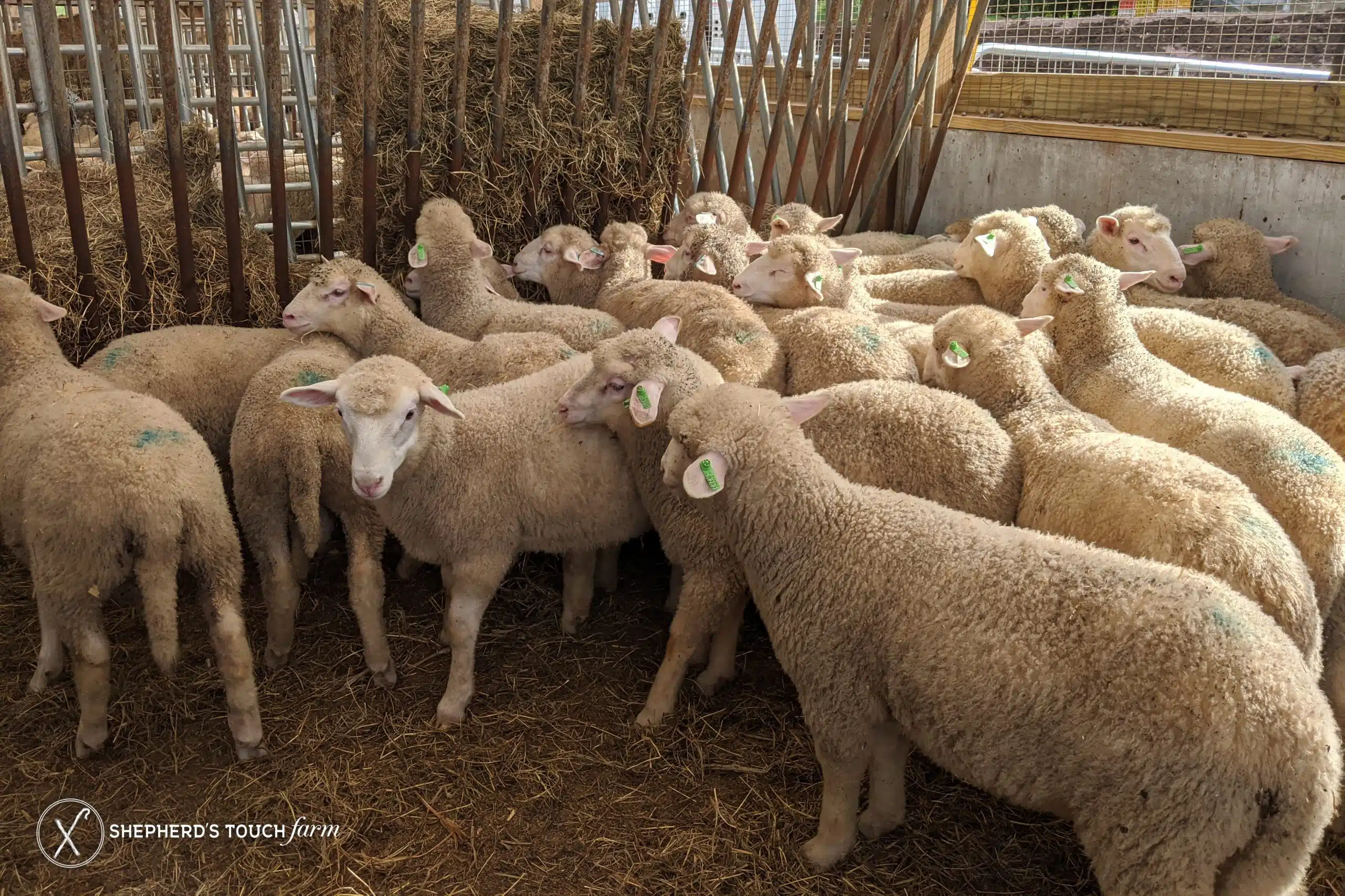 Lamb Farm Near Reading Pa