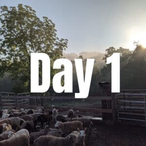 Self-butcher - Day 1