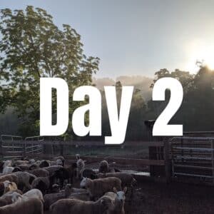 Self-butcher - Day 2