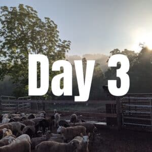 Self-butcher - Day 3