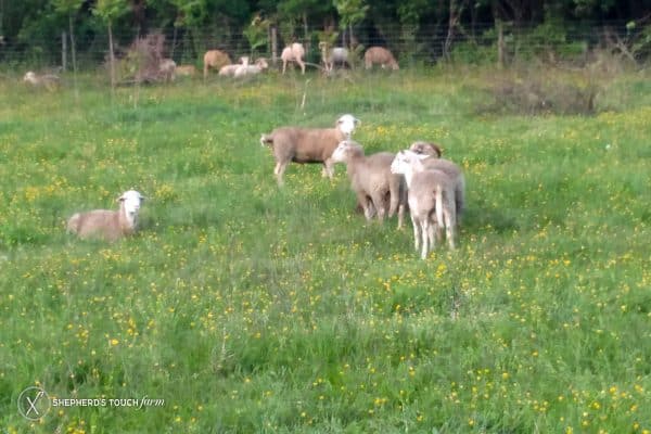 Whole Lamb Meat For Sale Near Lancaster Pa