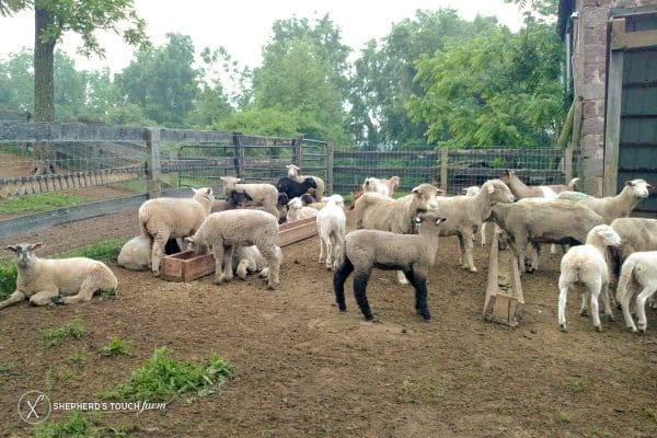 Lamb Farm Meat Mutton Mohnton Pa