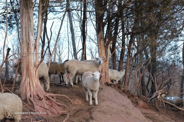 Lamb Meat Farm Near Philadelphia Pa